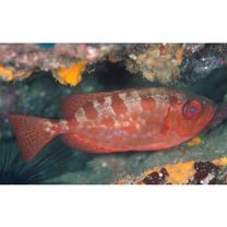 Heteropriacanthus carolinus (Cuvier, 1829)