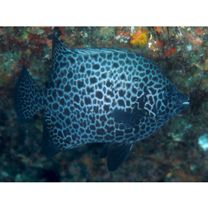 Oplegnathus punctatus (Temminck et Schlegel, 1844)