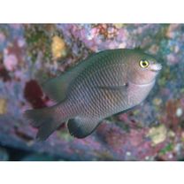 Stegastes insularis Allen et Emery, 1985