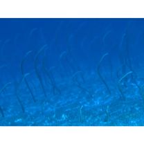 Gorgasia japonica Abe, Miki et Asai, 1977