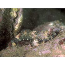 Neosynchiropus ocellatus (Pallas, 1770)