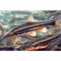 Tribolodon hakonensis (Gunther, 1877)