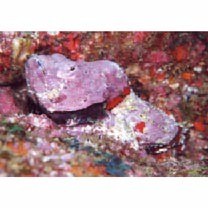 Scorpaenopsis neglecta Heckel, 1837 or S. diabolus Cuvier, 1829