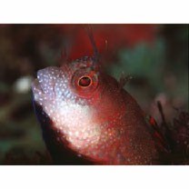 Mimoblennius atrocinctus (Regan, 1908)