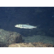 Plecoglossus altivelis ryukyuensis Nishida, 1988