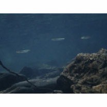 Plecoglossus altivelis ryukyuensis Nishida, 1988