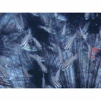 Apogon sealei Fowler, 1918