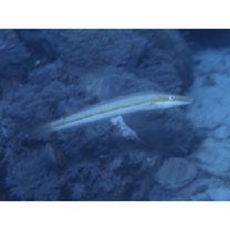 Cheilio inermis (Forsskal, 1775)