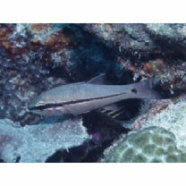 Pristiapogon fraenatus (Valenciennes, 1832)