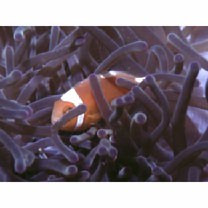 Amphiprion thiellei Burgess, 1981