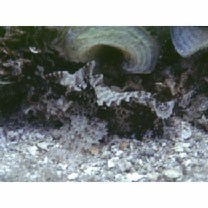 Paracentropogon longispinis (Cuvier, 1829)