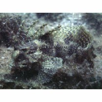 Paracentropogon longispinis (Cuvier, 1829)