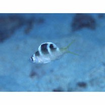 Monotaxis grandoculis (Forsskal, 1775)