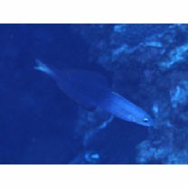 Ptereleotris evides (Jordan et Hubbs, 1925)