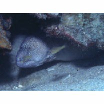 Gymnothorax nudivomer (Gunther, 1867)