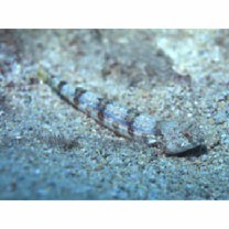 Synodus dermatogenys Fowler, 1912