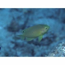 Pomacentrus amboinensis Bleeker, 1868