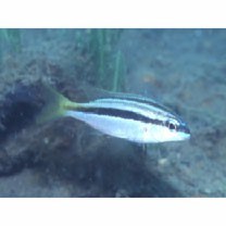 Scolopsis monogramma (Cuvier, 1830)