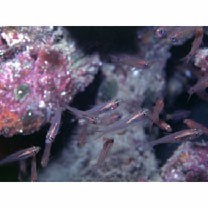 Verulux cypselurus (Weber, 1909)