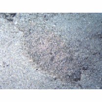 Asterorhombus intermedius (Bleeker, 1865)