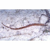 Syngnathidae, indet. gen. & sp