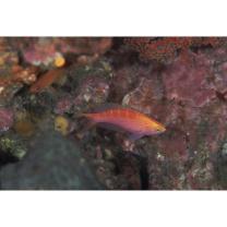 Pseudanthias flavoguttatus (Katayama et Masuda, 1980)