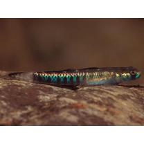 Stiphodon percnopterygionus Watson et Chen, 1998