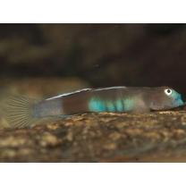 Lentipes armatus Sakai et Nakamura, 1979