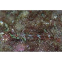 Helcogramma rhinoceros Hansen, 1986