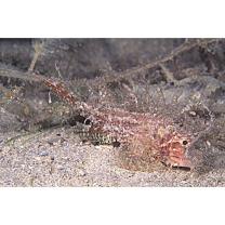 Pteroidichthys amboinensis Bleeker, 1856