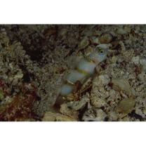 Vanderhorstia kizakura Iwata, Shibukawa et Ohnishi, 2007