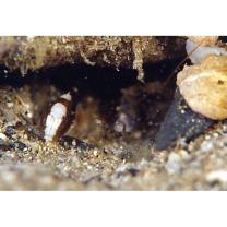 Cryptocentrus maudae Fowler, 1937