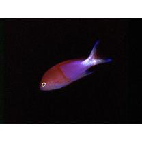 Pseudanthias charleneae Allen et Erdmann, 2008