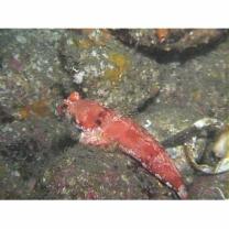 Neosynchiropus rubrovinctus (Gilbert, 1905)