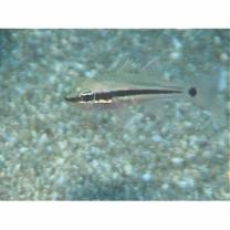 Pristiapogon fraenatus (Valenciennes, 1832)