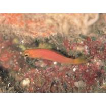 Pseudochromis luteus Aoyagi, 1943