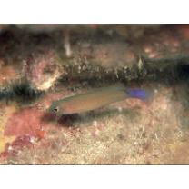 Pseudochromis luteus Aoyagi, 1943