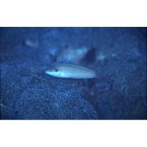 Halichoeres melasmapomus Randall, 1980