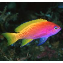 Pseudanthias bimaculatus (Smith, 1955)