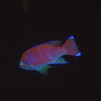 Pseudanthias bimaculatus (Smith, 1955)