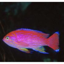 Pseudanthias bimaculatus (Smith, 1955)