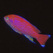 Pseudanthias bimaculatus (Smith, 1955)