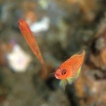 Trimma taylori Lobel, 1979