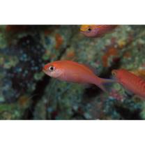 Luzonichthys waitei (Fowler, 1931)