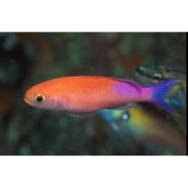 Luzonichthys waitei (Fowler, 1931)