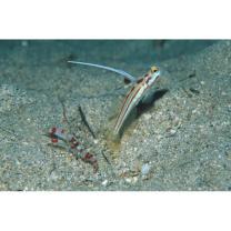 Stonogobiops yasha Yoshino et Shimada, 2001