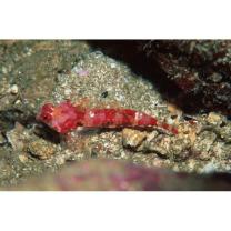 Neosynchiropus rubrovinctus (Gilbert, 1905)