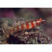 Trimma cana Winterbottom, 2004