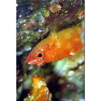 Plectranthias winniensis (Tyler, 1966)