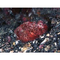 Scorpaenopsis cotticeps Fowler, 1938